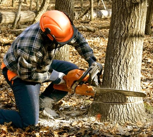 Tree Removal in Scammon Bay, AK
